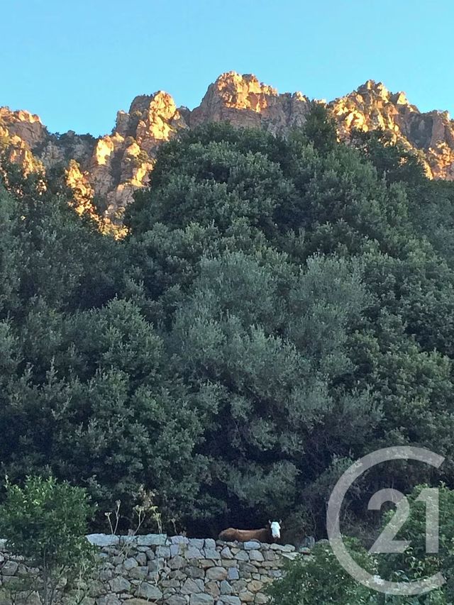 Appartement F4 à vendre - 4 pièces - 64 m2 - Ota - 201 - CORSE